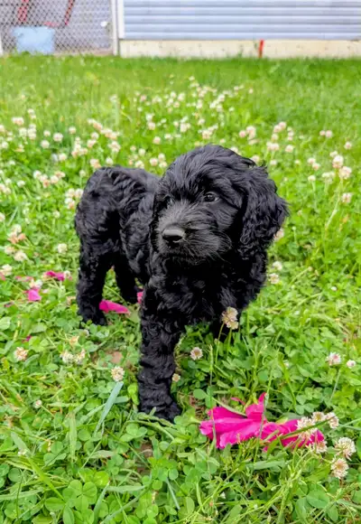 Chiot Goldendoodle F1, View more