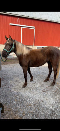 2yr old Reg Rocky Mountain mare 