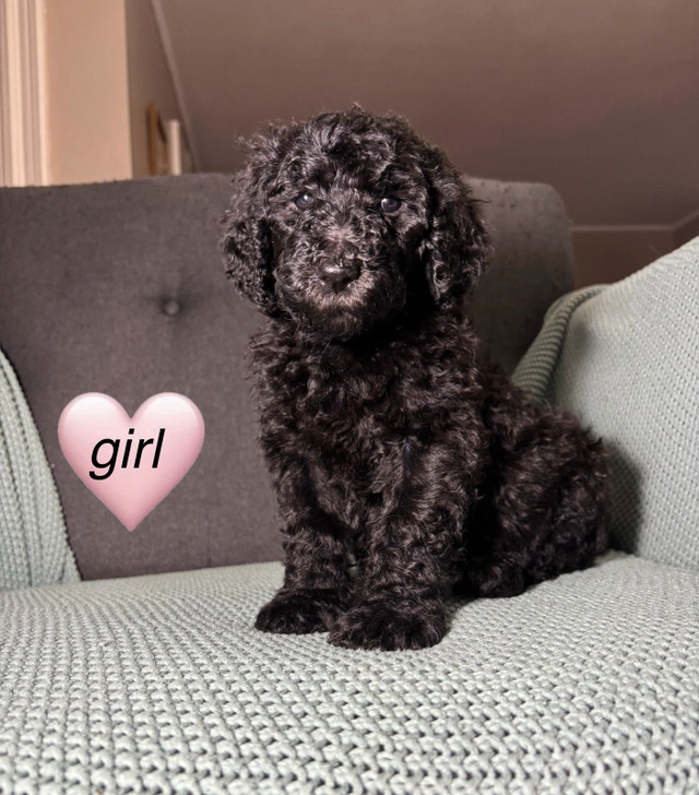 Standard poodle puppies, almost ready to go!! in Dogs & Puppies for Rehoming in Yarmouth - Image 3