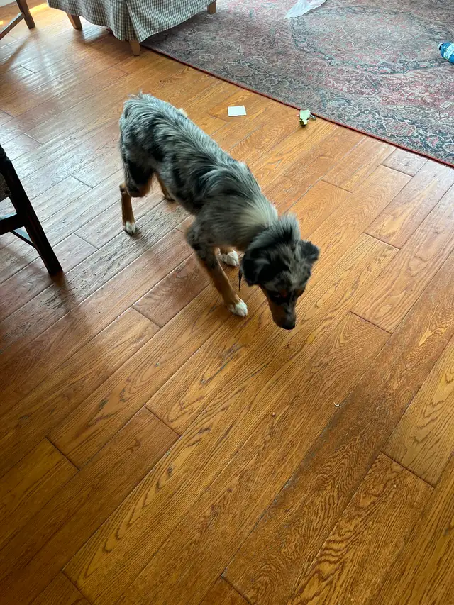 Mini Australian Sheperd520776604231946244