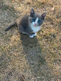 Kittens ready now