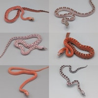 CORNSNAKES  West Island Greater Montréal Preview