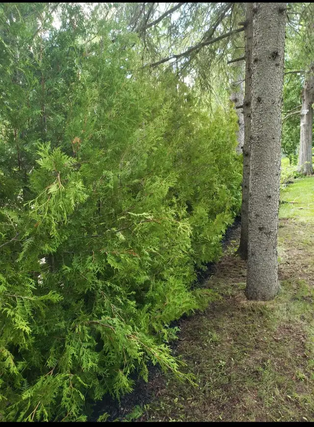 Cedar Hedge Planting or Delivery  in Plants, Fertilizer & Soil in Trenton - Image 4