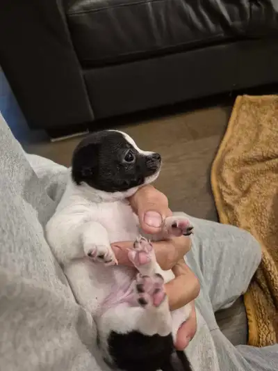 211 ads for chihuahua dog in Dogs & Puppies for Rehoming in Canada