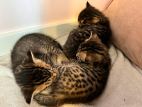 3 kittens for rehoming