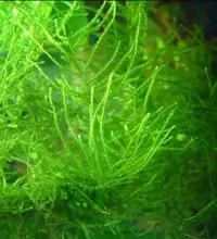 Aquarium plant - Java Moss