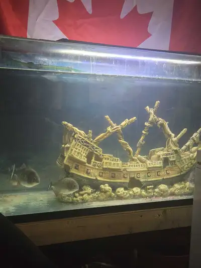 selling whole fish tank set up (5 piranhas), View more