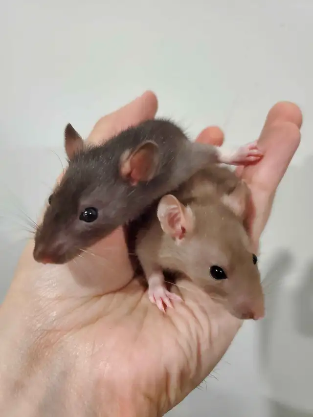 Pet Rats Available - FALL SALE Prices in Small Animals for Rehoming in Sault Ste. Marie - Image 6