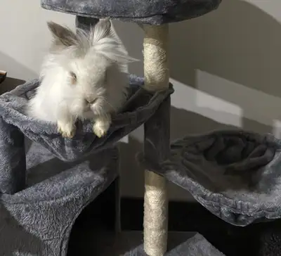 2 Bonded Lionheads, View more