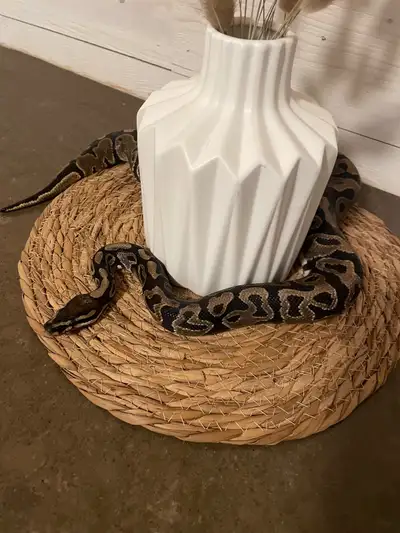 Ball python , View more