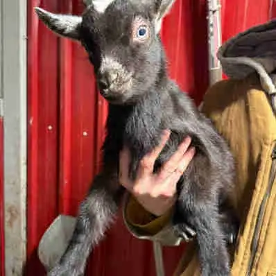 Bébé mâle chèvre miniature à vendre in Livestock in Longueuil / South Shore - Image 2
