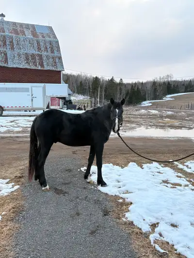 2 year old gelding , View more