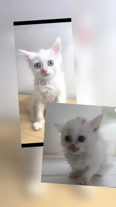 Blue eyes Ragdoll/Neva Masquerade mix kitten, View more