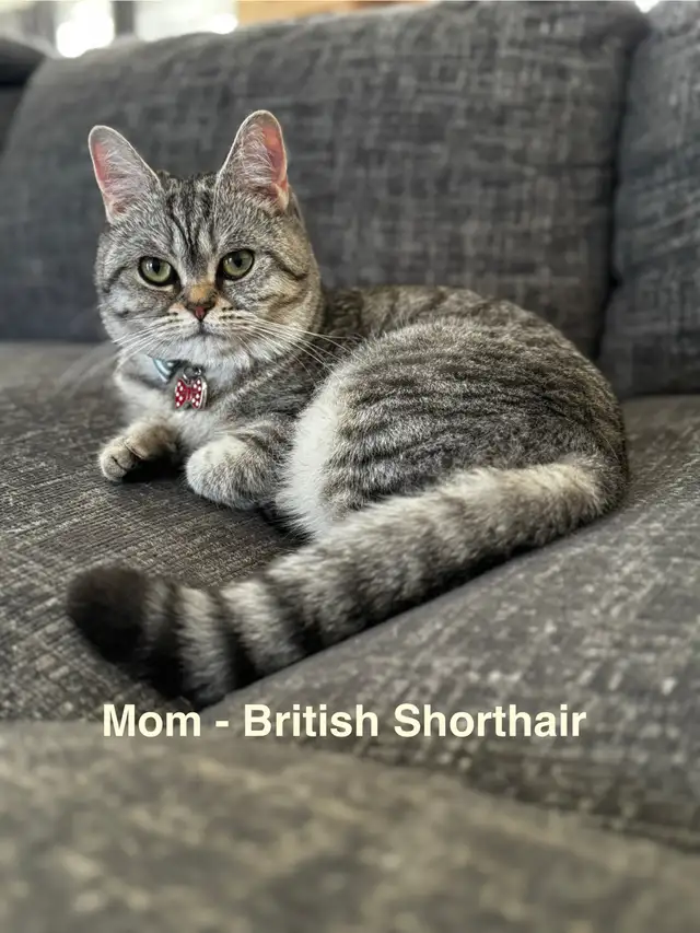 Scottish Fold/Straight kittens, 3 girls left - price inside in Cats & Kittens for Rehoming in Moncton - Image 10