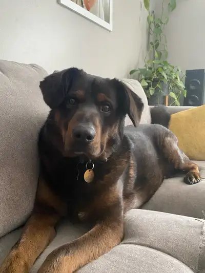 Our sweet boy needs a new home, View more