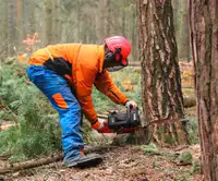 Tree removal,stump grinding and pruning 