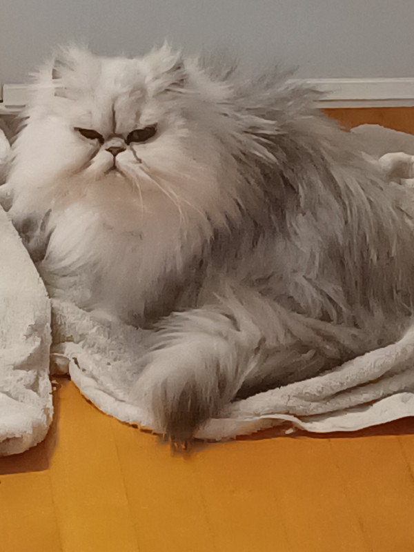 Jeune Femelle Persan Chinchilla Chats Et Chatons A Adopter Victoriaville Kijiji