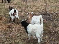 Male and female goats for sale 