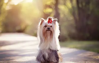 CKC Yorkshire Terrier - Applications Open for 2027 litter, View more