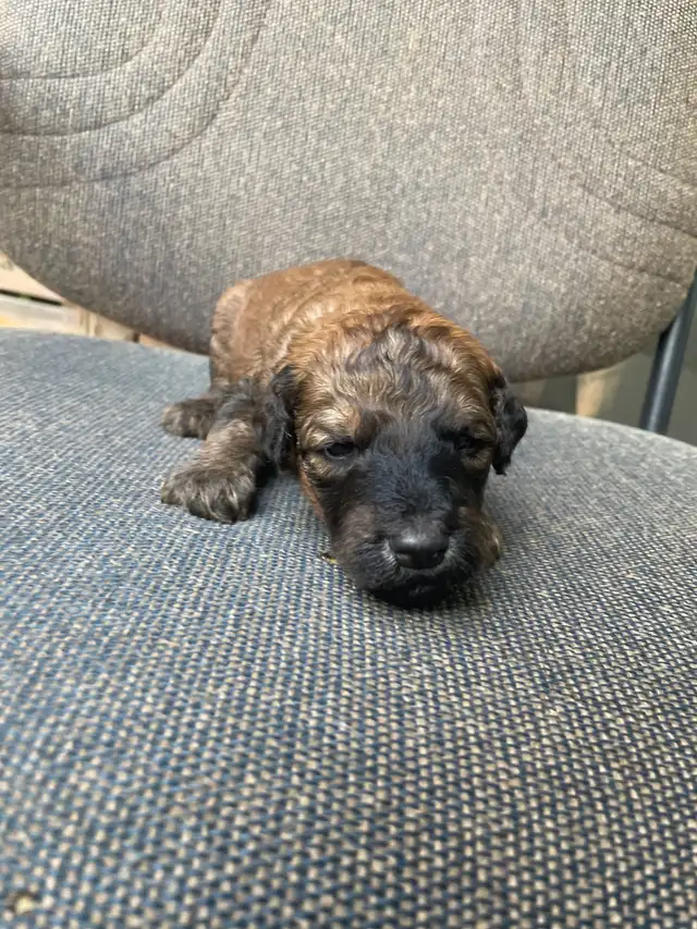 whoodle puppies in Dogs & Puppies for Rehoming in Kitchener / Waterloo - Image 5