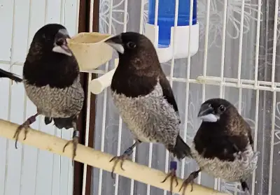 Bengelese Finch, View more