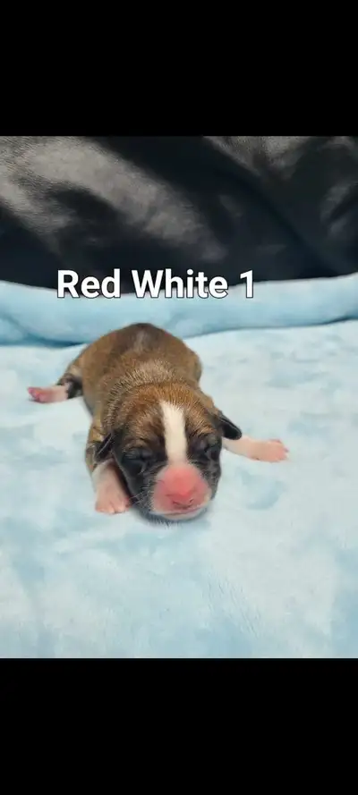 Baby Corgis, View more