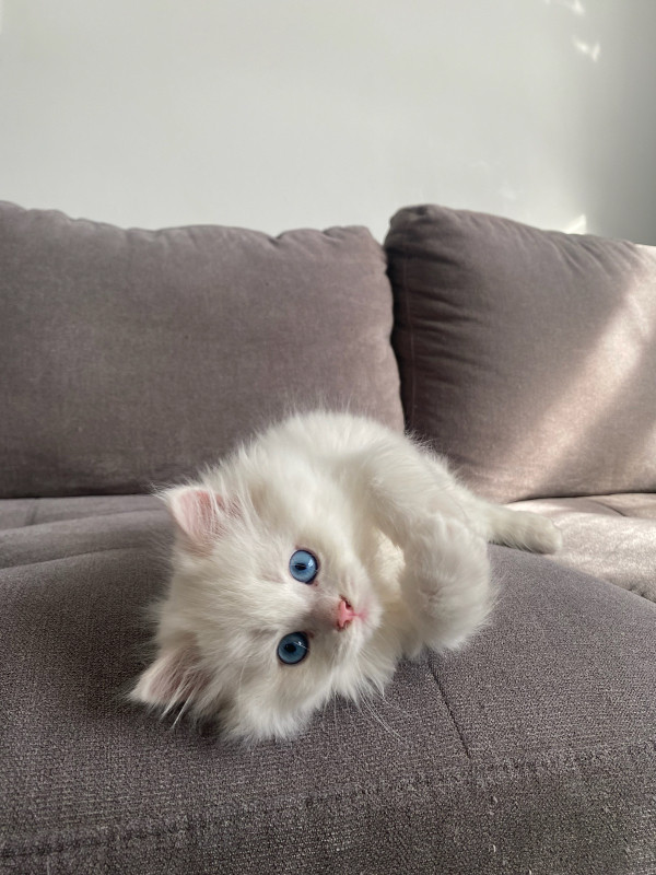 Persian x Ragdoll kittens for sale! in Cats & Kittens for Rehoming in Vancouver - Image 2
