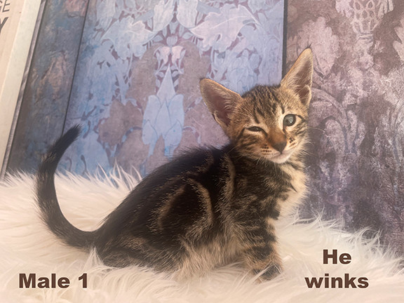 Exotic Savannah Bengal Kittens w Exotic Looks in Cats & Kittens for Rehoming in Vancouver - Image 4