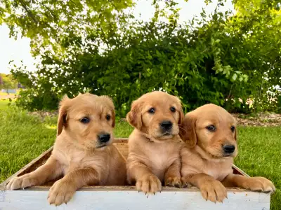 We have 12 beautiful purebred Red Golden Retriever puppies. They will be ready for their forever hom...