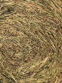 hay for sale