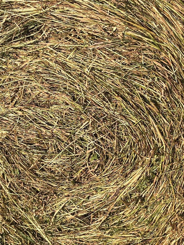 hay for sale dans Animaux de ferme  à Edmundston