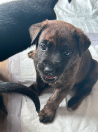 4 left Boxer /German shepherd puppies ready to go may 3