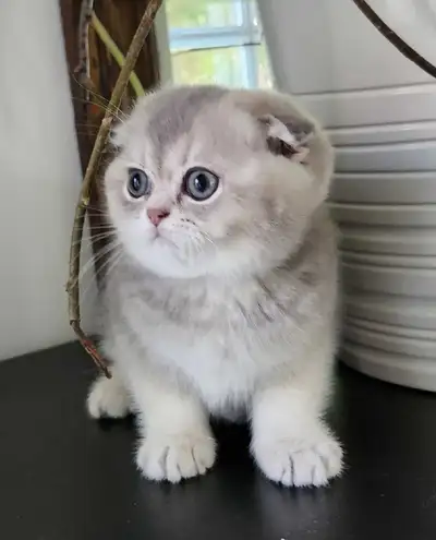 Scottish fold et Straight shorthair, View more
