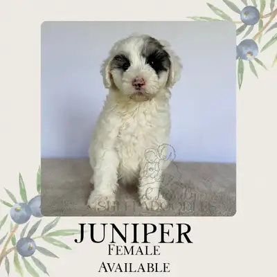 These beautiful wee ones are ready to join their new families on June 14th! We are located in redbri...