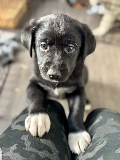 Pyrador - Black Lab x Pyrenees Pups!, View more