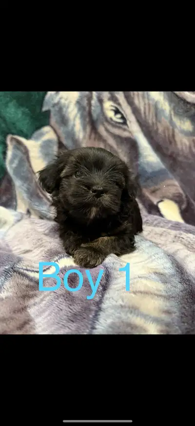 Yorkipoo / Biewer toy poodle., View more