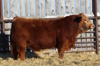 Red yearling Simmental Bulls 
