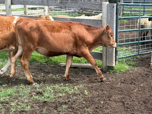 January born steer/heifer calves - Simmental sire in Livestock in Red Deer - Image 5