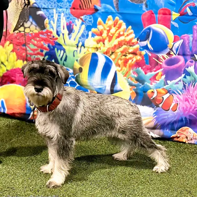 RESERVATION Schnauzer Pepper&salt and black, CKC,  VACC, Microch in Dogs & Puppies for Rehoming in City of Montréal - Image 3