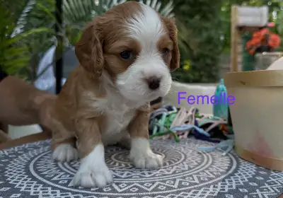 Chiot cockalier, View more