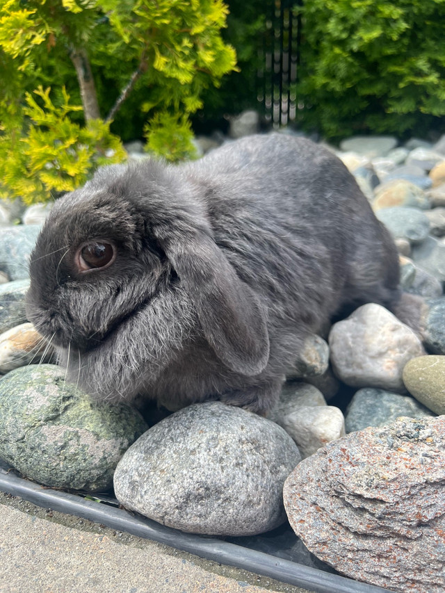 lapin nain bélier hollandais ( femelle) dans Petits animaux à adopter  à Laval/Rive Nord - Image 3
