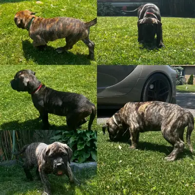 Presa Canario Puppies, View more