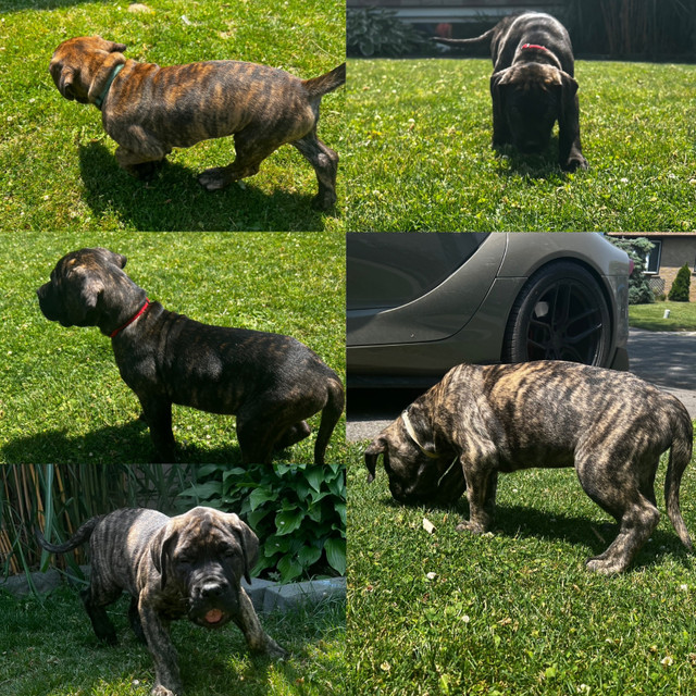 Presa Canario Puppies in Dogs & Puppies for Rehoming in Hamilton