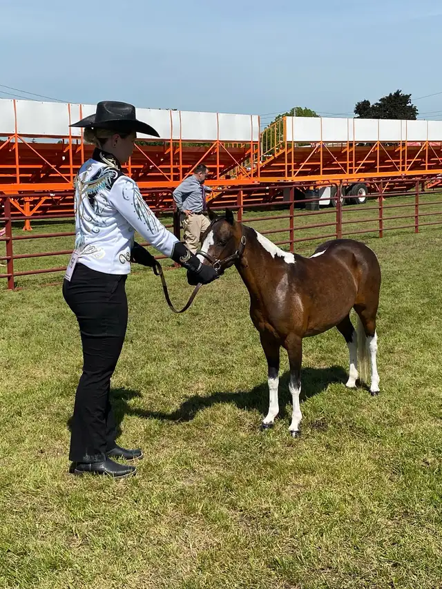 miniature mare for sale in Horses & Ponies for Rehoming in Oshawa / Durham Region - Image 4