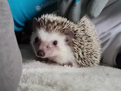 Hedgehogs for rehome. 6-9 months old, approximately. $399 pre taxes.