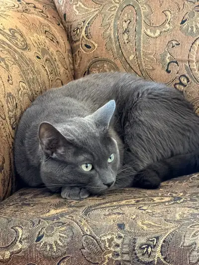 Russian blue, View more