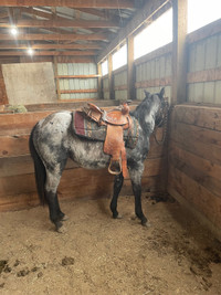 Blue roan, quarter horse, 2 year old, mare 