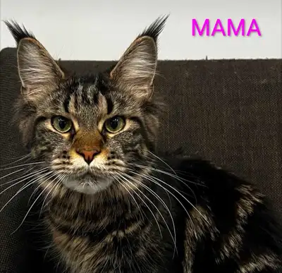 half breed Maine coons, View more