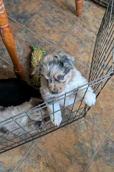 Home Raised 100% Australian Shepherd puppies, View more