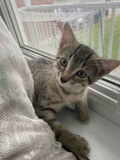 Chat femelle a vendre, View more
